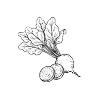 Whitebeet | Root Vegetables Names