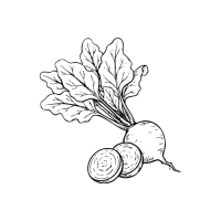 Whitebeet | White Vegetables Names