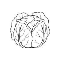 Whitecabb | White Vegetables Names