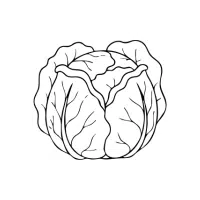 Whitecabb | White Vegetables Names