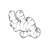 Whiteginger | Rhizome Vegetables Names