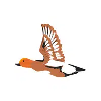 Wigeon | Arctic Birds Names