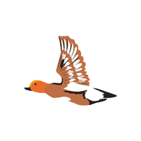 Wigeon | Migratory Birds Names