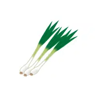 Wildarrow | Rhizome Vegetables Names