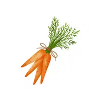 Wildcarrot | Root Vegetables Names