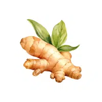 Wildginger | Rhizome Vegetables Names
