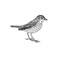 Willow Warbler | Songbirds Names