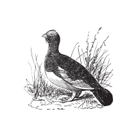 Willowp | Game Birds Names