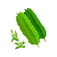 Winged | Seed Vegetables Names