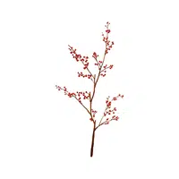 Winterberry | Shrub Plants Names