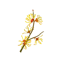 Witchhazel | Flowering Shrubs Names