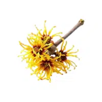 Witchhazel | Shrub Plants Names