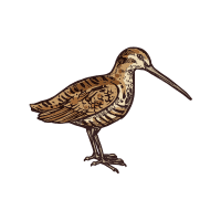 Woodc | Game Birds Names