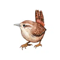 Wren | Songbirds Names