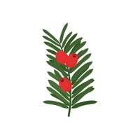 Yew | Flowering Shrubs Names
