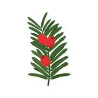 Yew | Shrub Plants Names