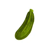 Zucchini | Seasonal Vegetables Names