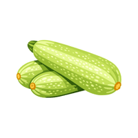Zucchini | Seed Vegetables Names