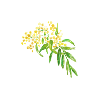 Acacia