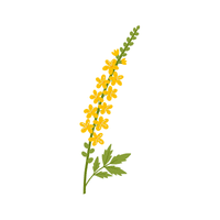 Agrimony