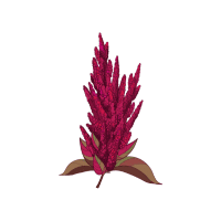 Amaranth