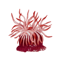 Anemone