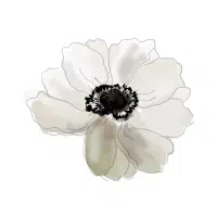 Anemone