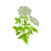 Angelica