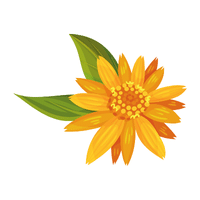 Arnica