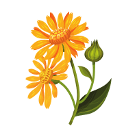 Arnica