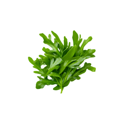 Arugula | Spring Vegetables Names