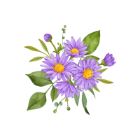 Aster