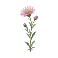 Aster