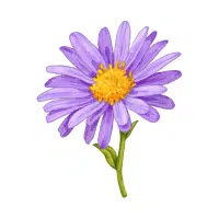 Aster