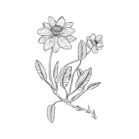 Avens