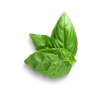 Basil