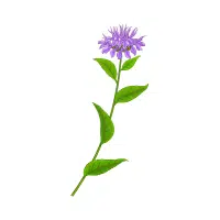 Bee Balm