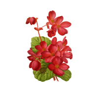 Begonia