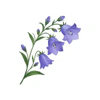 Bellflower