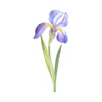 Blue Iris