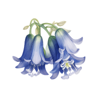 Bluebell