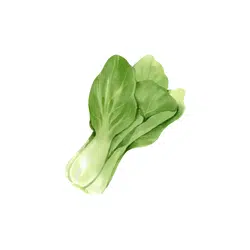 Bok Choy | Spring Vegetables Names