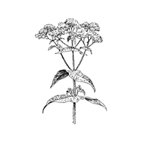 Boneset