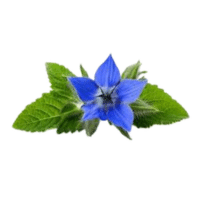 Borage
