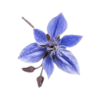 Borage