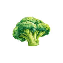 Broccoli | Spring Vegetables Names
