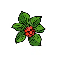 Bunchberry