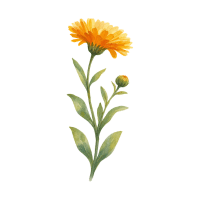 Calendula