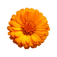 Calendula