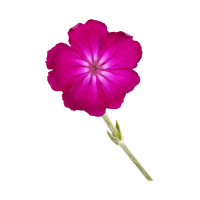 Campion